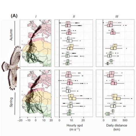 Migratiepatronen van vogels & mensen – Nieuwkomers I